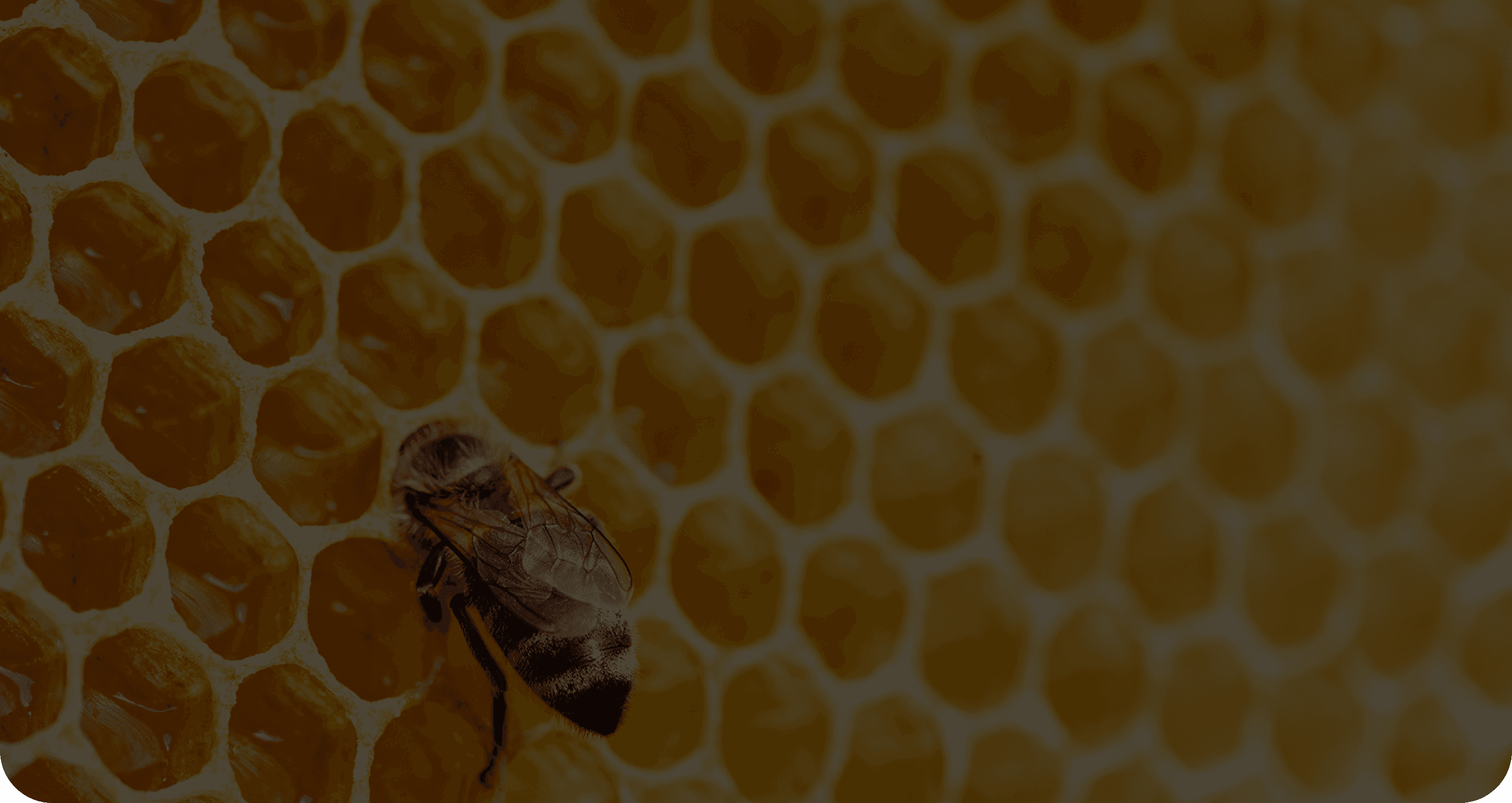 Honeycomb Background