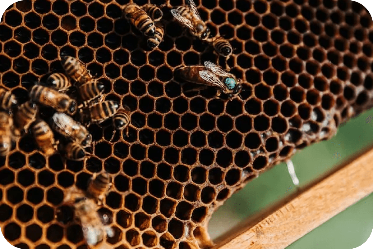 Beekeeper with honey